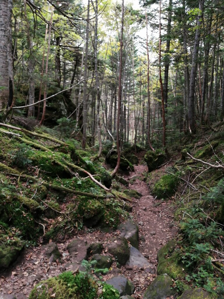 Cami boscos a Nikko-Shirane