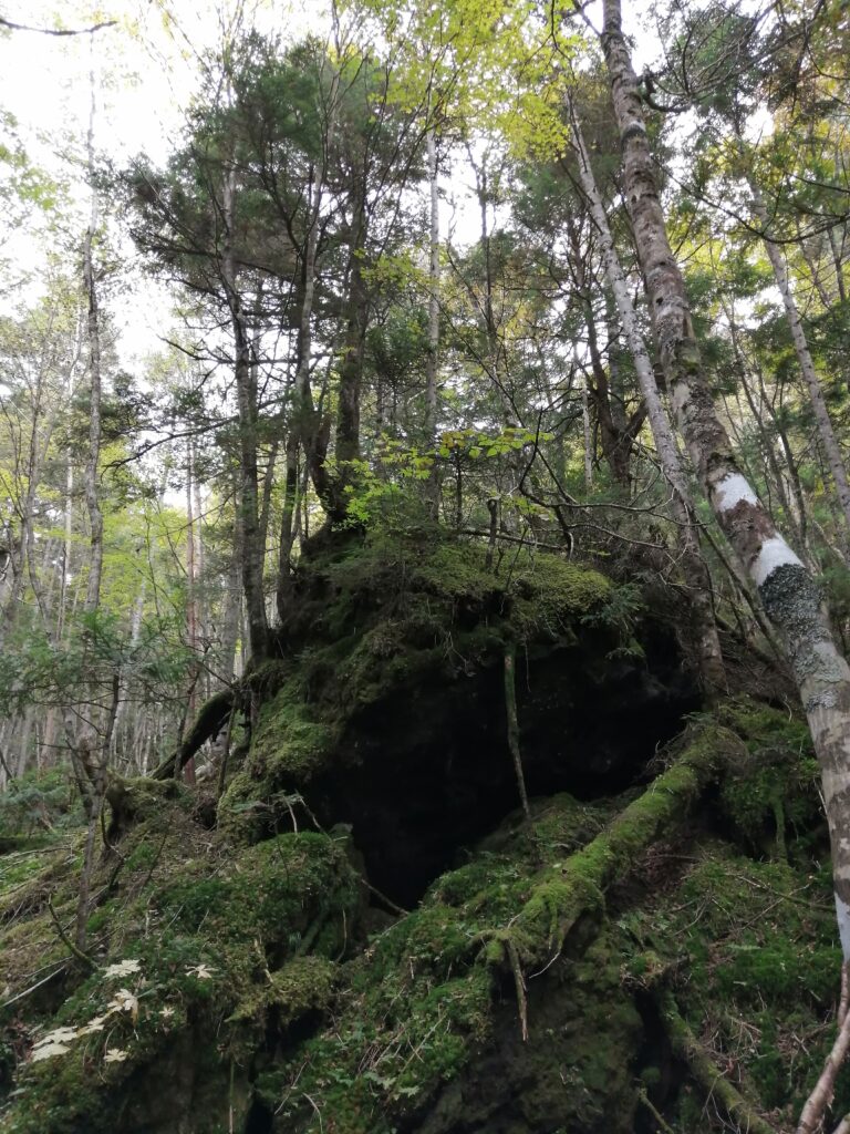 Molsa al bosc a Nikko-Shirane