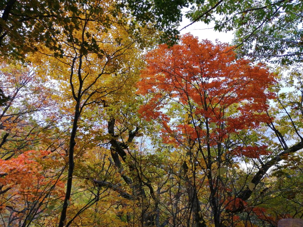 Colors tardorencs al camí d'Aizu-Komagatake