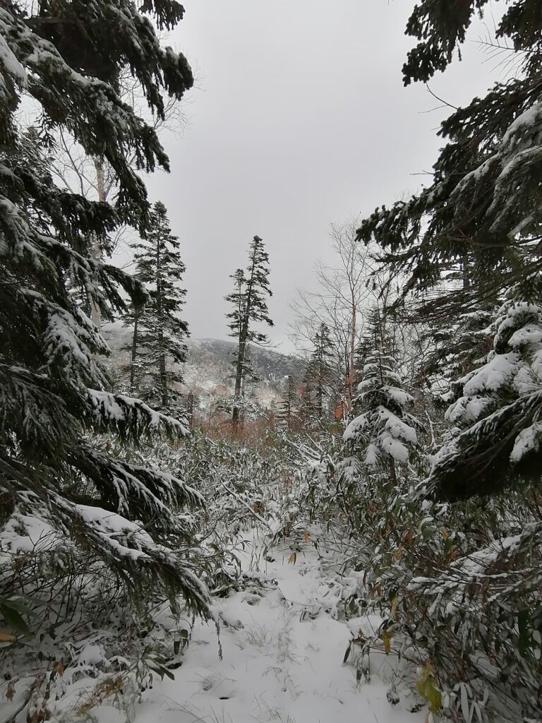Camí cap a Aizu-Komagatake, tot nevat