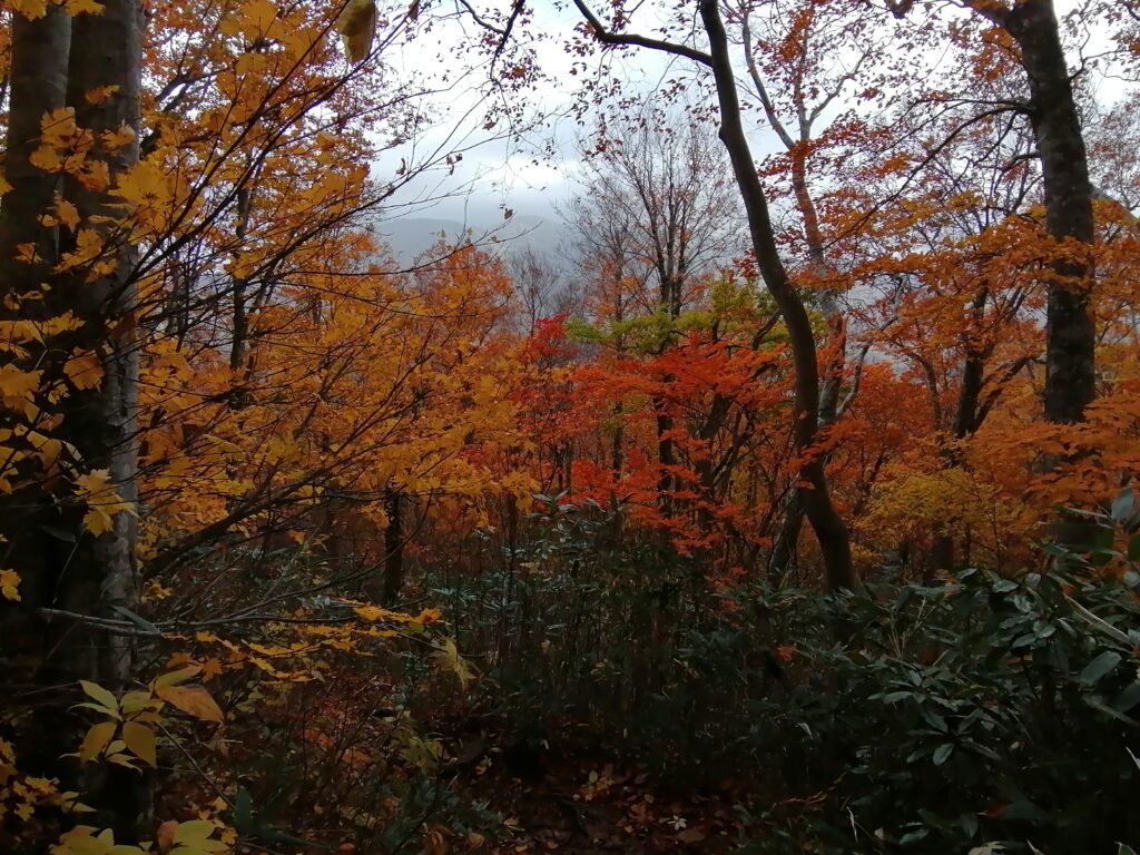 Colors tardorencs al camí d'Aizu-Komagatake