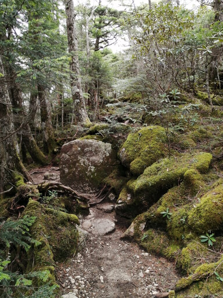 Molsa al camí que porta cap al cim de Kinpu