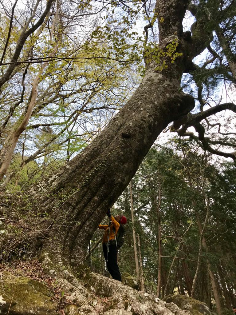 Intentant que no es caigui l'arbre, a el camí cap el cim de Amagi