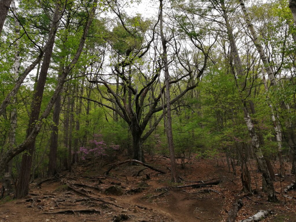 Bosc a la cresta de la ruta d'ascens a Mizugaki