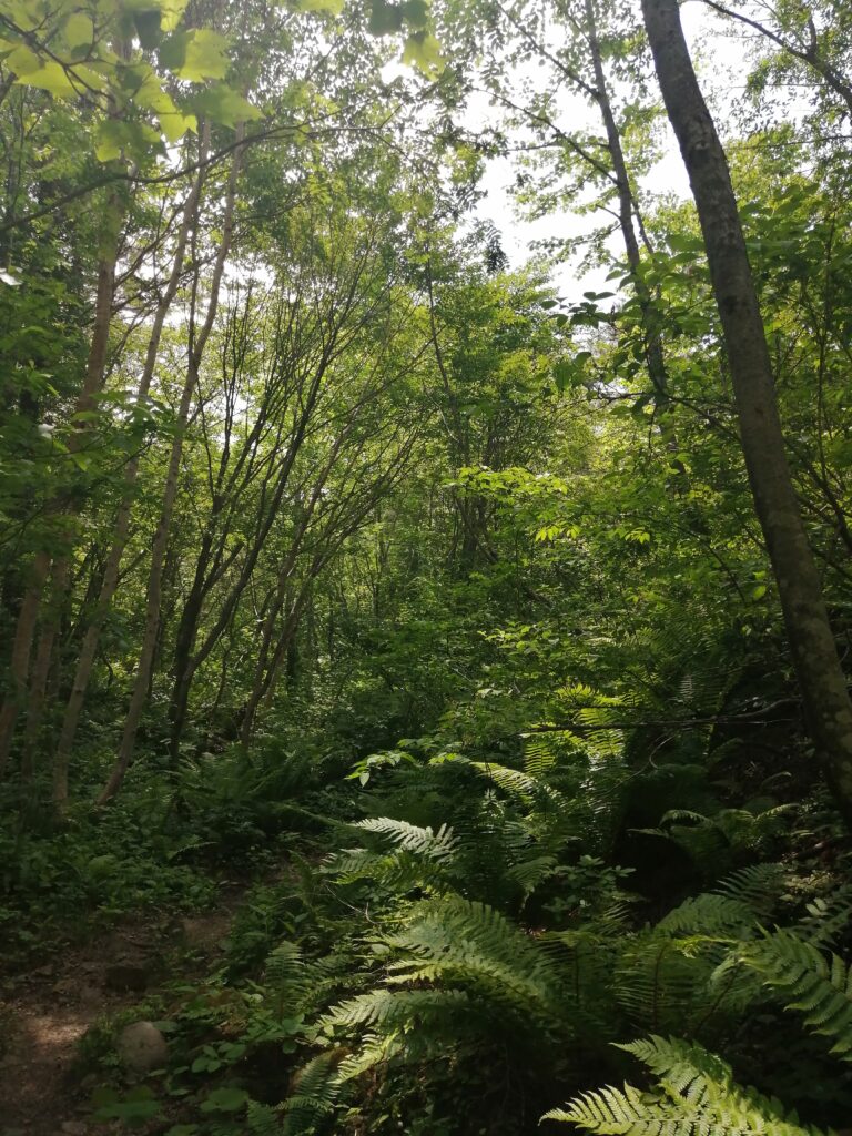 Bosc al principi del camí de Bandai