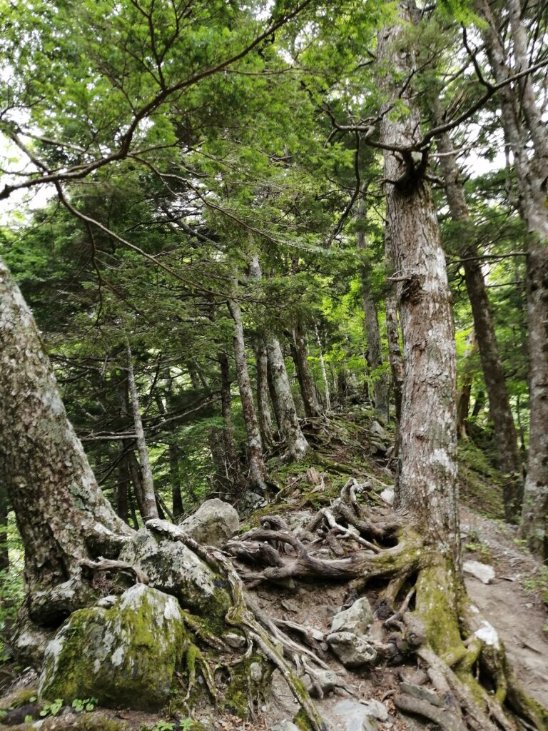 Començament del camí a Kitadake