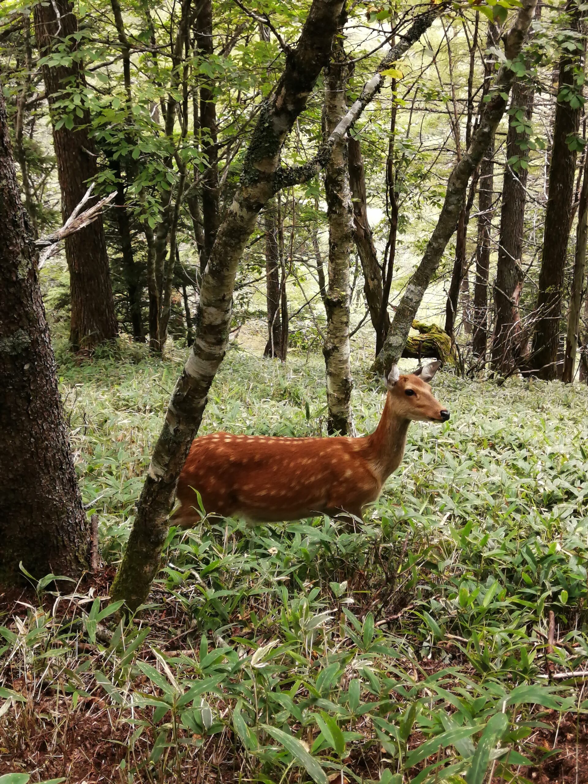 Cérvol a Daibosatsu