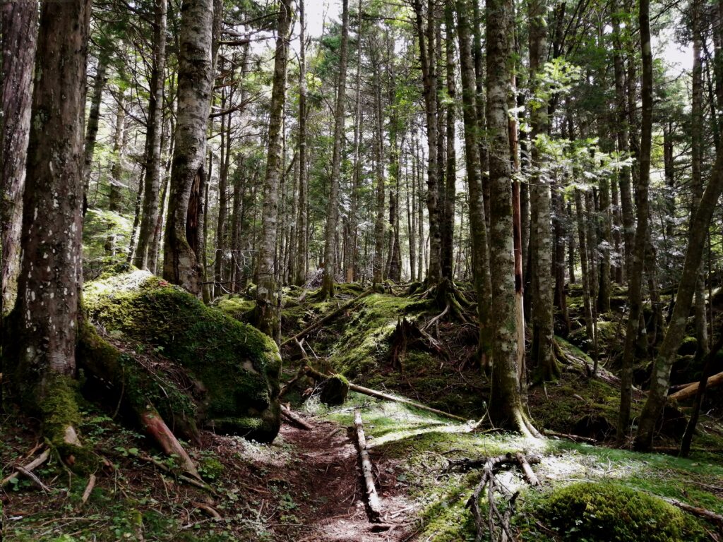 Bosc del camí d'inici a Akadake