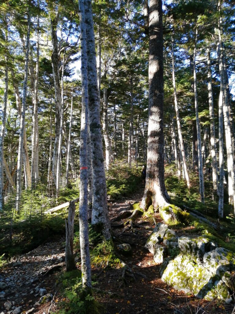 Bosc al inici del camí a Senjogatake