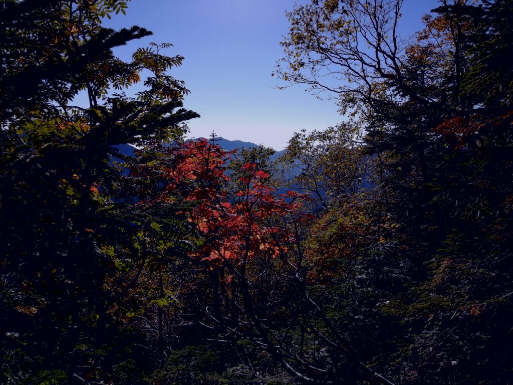 El rogenc de tardor al bosc quan es baixa de Senjogatake
