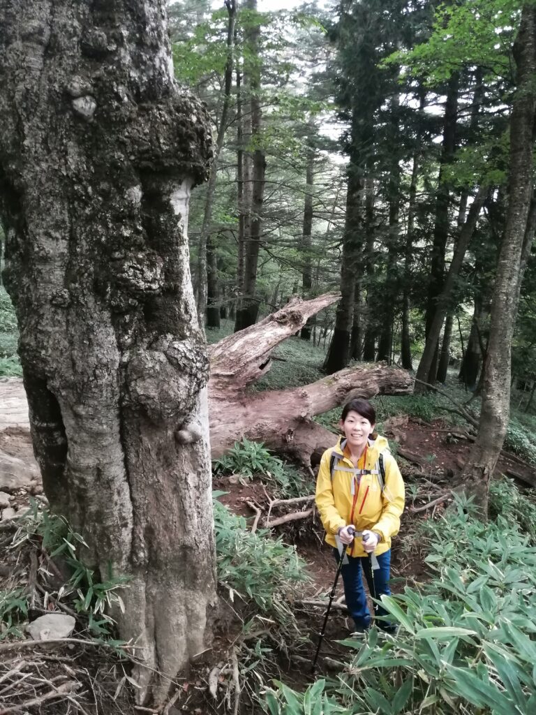 Una pausa al bosc de la ruta d'ascens del mont Nantai