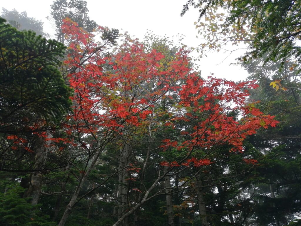 Colors tardorencs a prop del cim