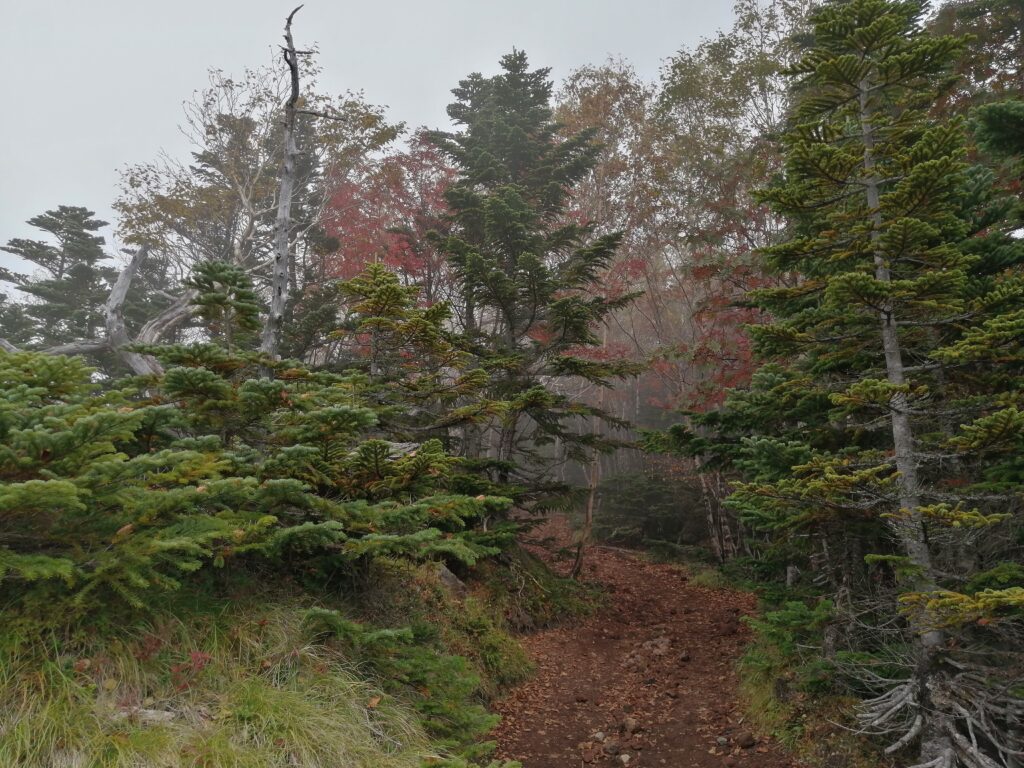 Camí boscos a prop del cim de Nantai