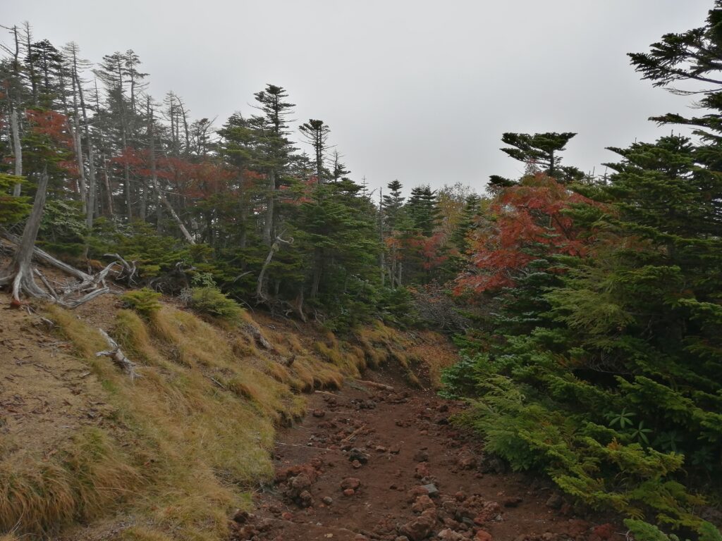 Tons rogencs dels arbres i del camí de pujada al cim