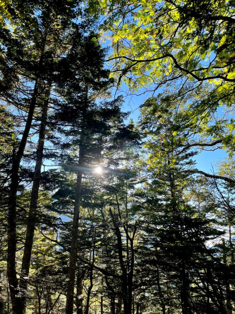 Bosc al inici del camí a Senjogatake
