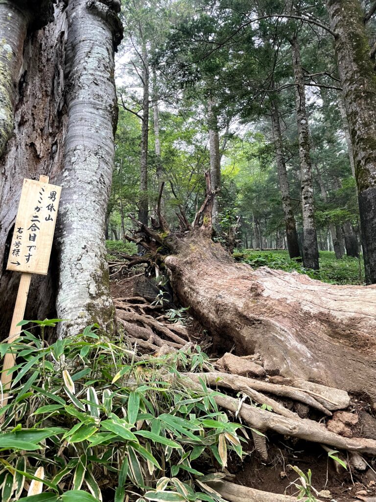 Bosc al començament de l'ascens a Nantai