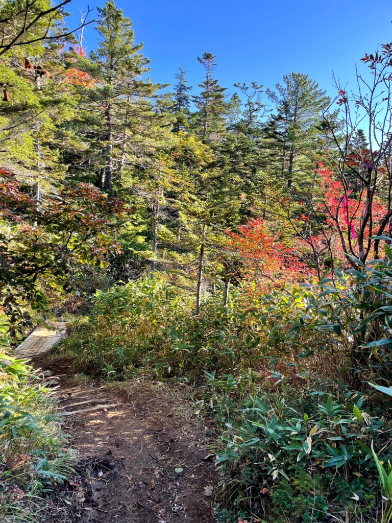 Bosc al inici de l'ascens a Ontake