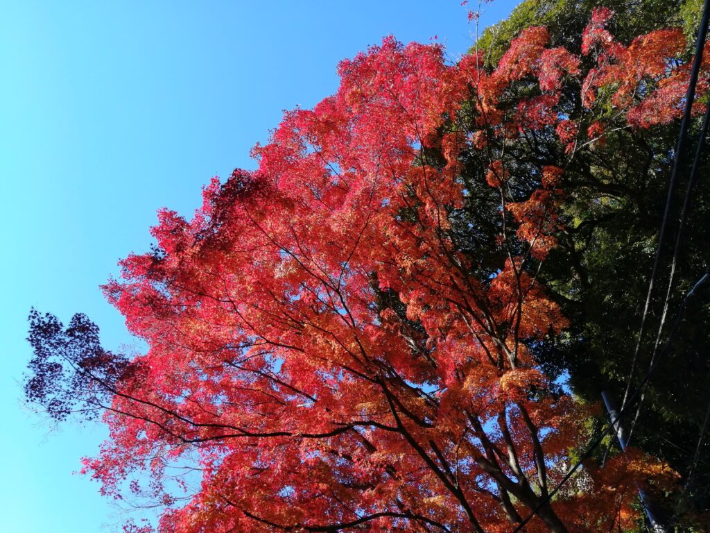 Fulles tardorenques al santuari de Tsukuba Iriguchi 