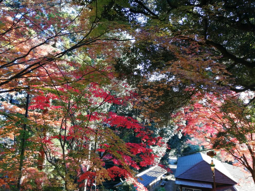 Més colors tardorencs al santuari de Tsukuba