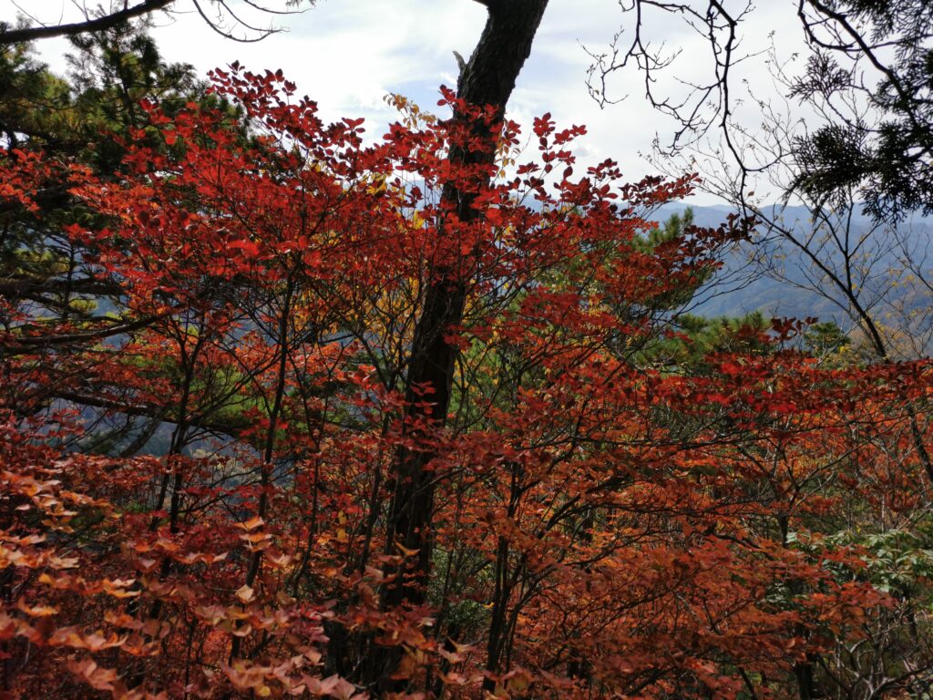 Colors tardorencs a Ryokami