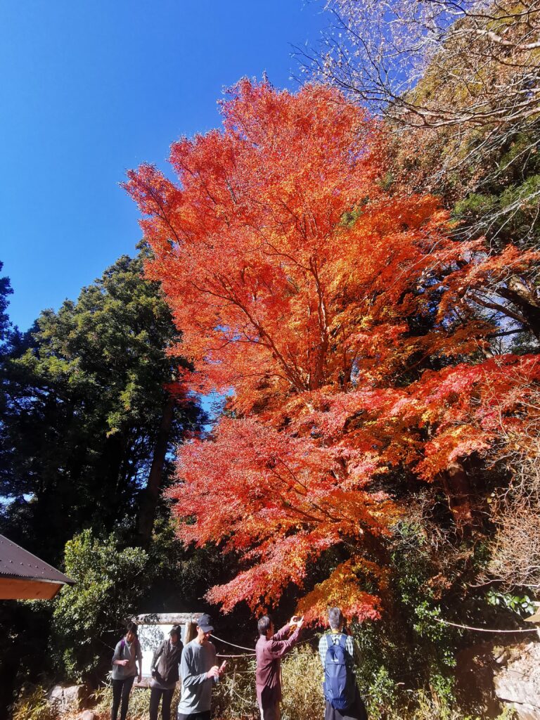 Espectaculars fulles de tardor al santuari de Tsukuba