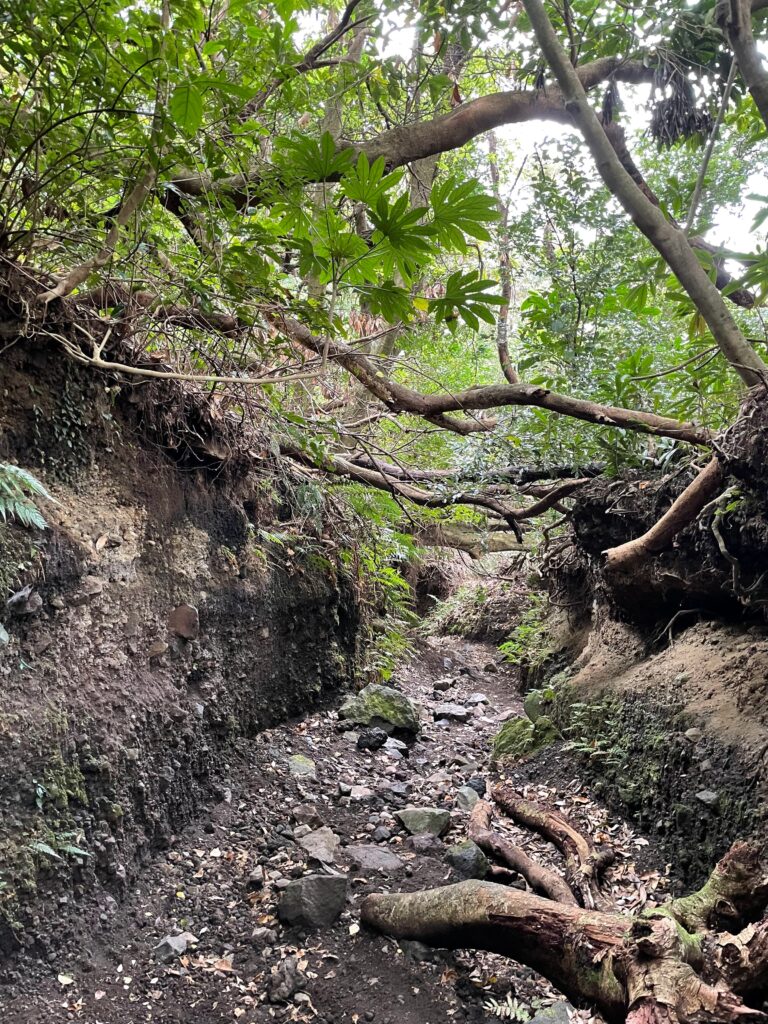 Camí d'ascens a Kaimon