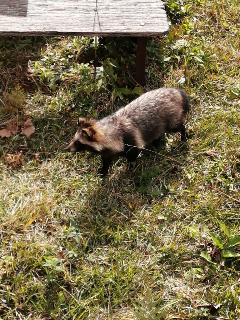Un tanuki al mont Jinba