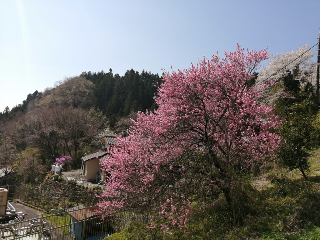 Sakura al començament del camí a Jinba