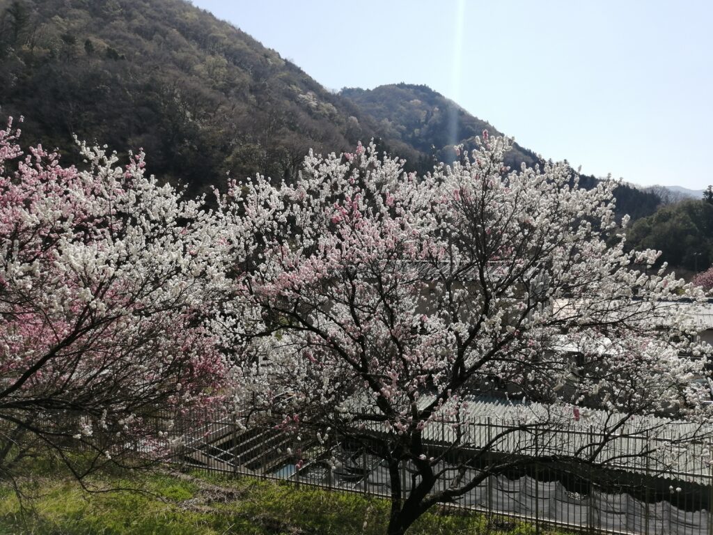 Sakura al començament del camí a Jinba