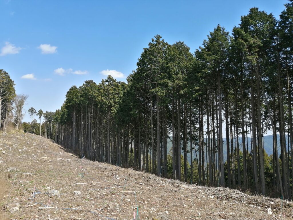 La fila d'arbres al camí de Jinba a Takao a l'hivern