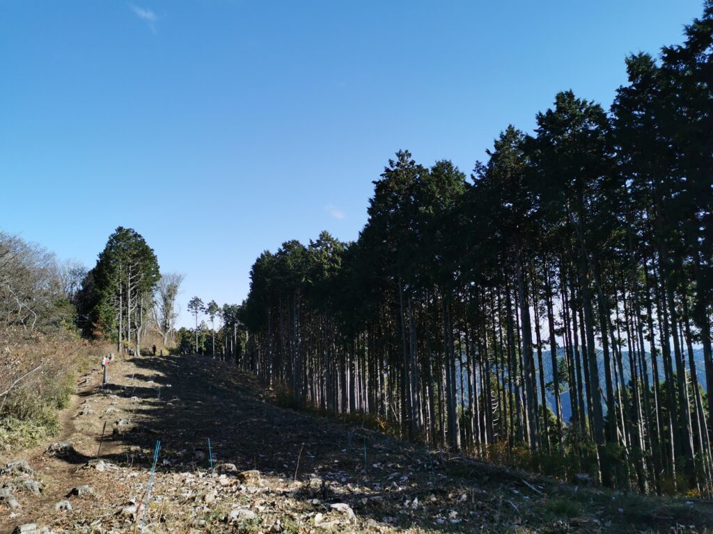 La fila d'arbres al camí de Jinba a Takao
