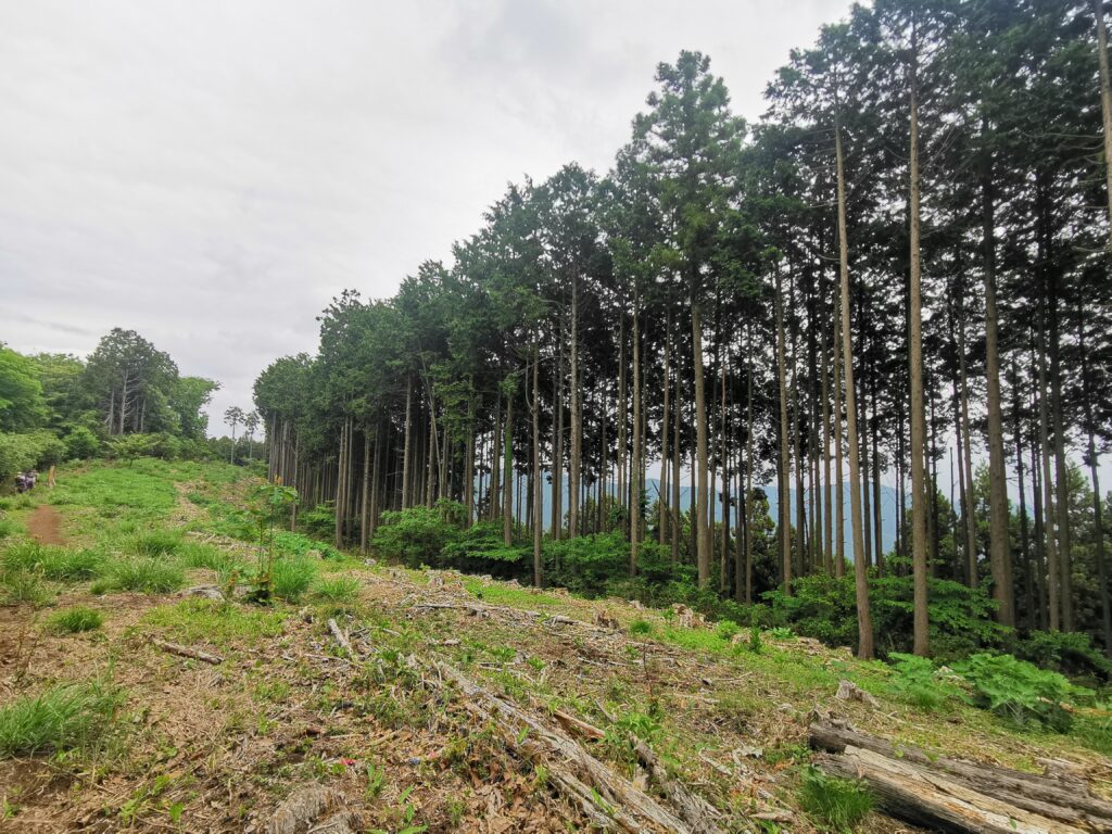La fila d'arbres al camí de Jinba a Takao a l'estiu
