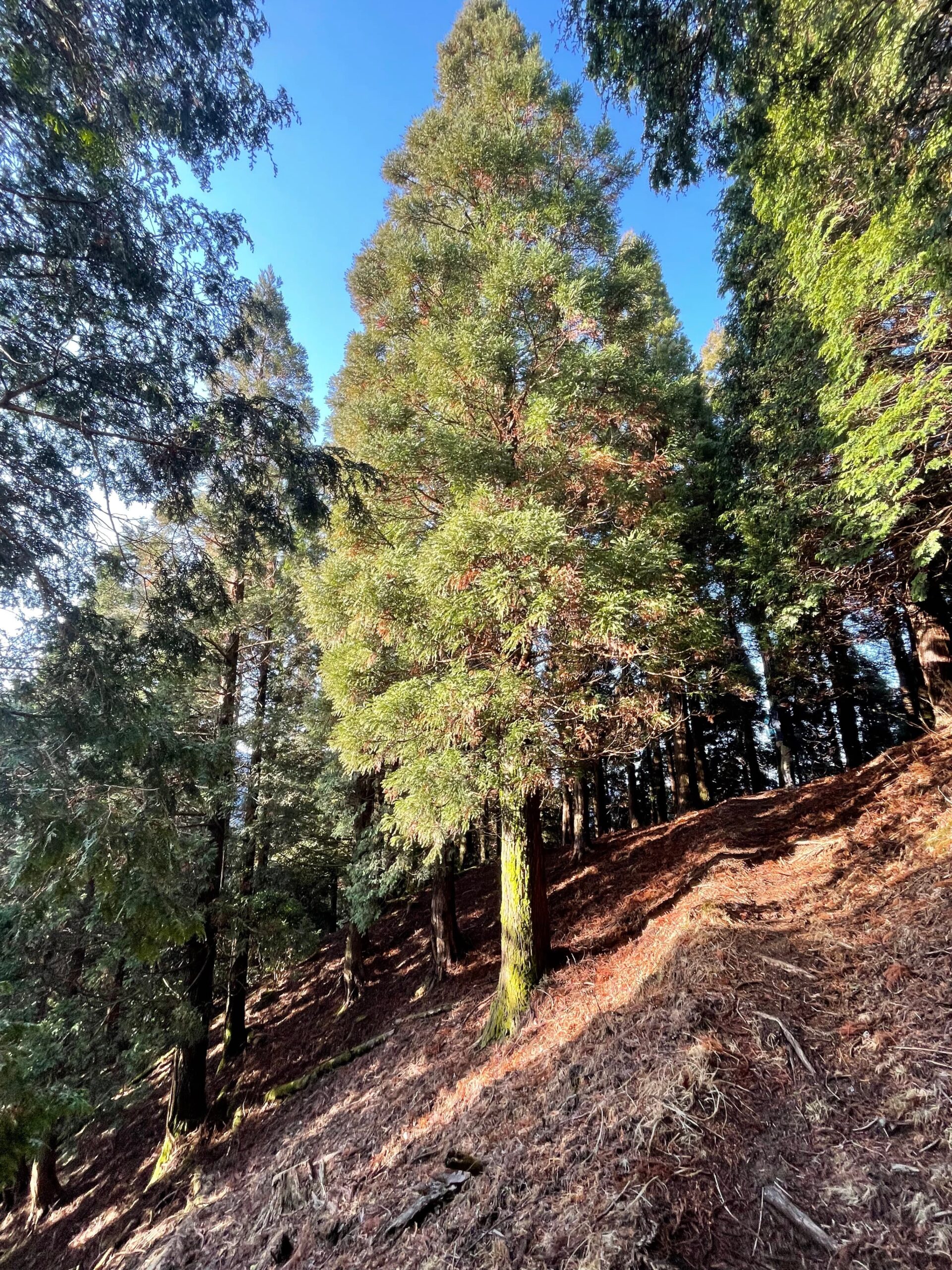 El mateix camí, però amb sol
