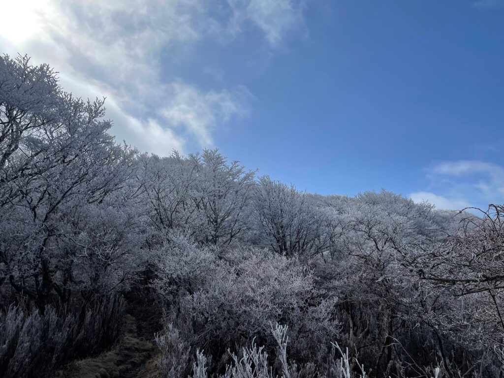 Gebrada als arbres a prop del cim
