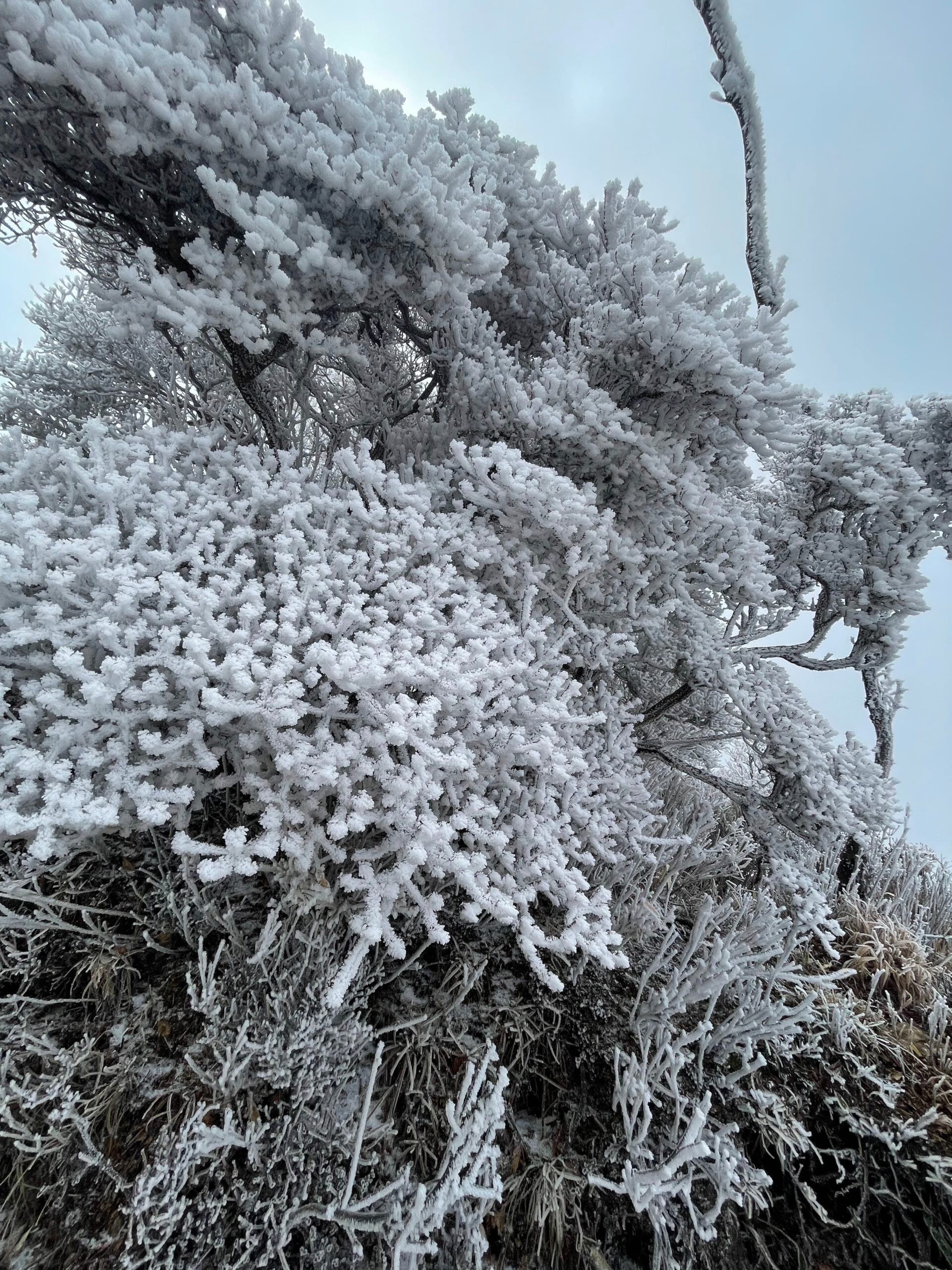 La vegetació amb gebra al mont Sobo