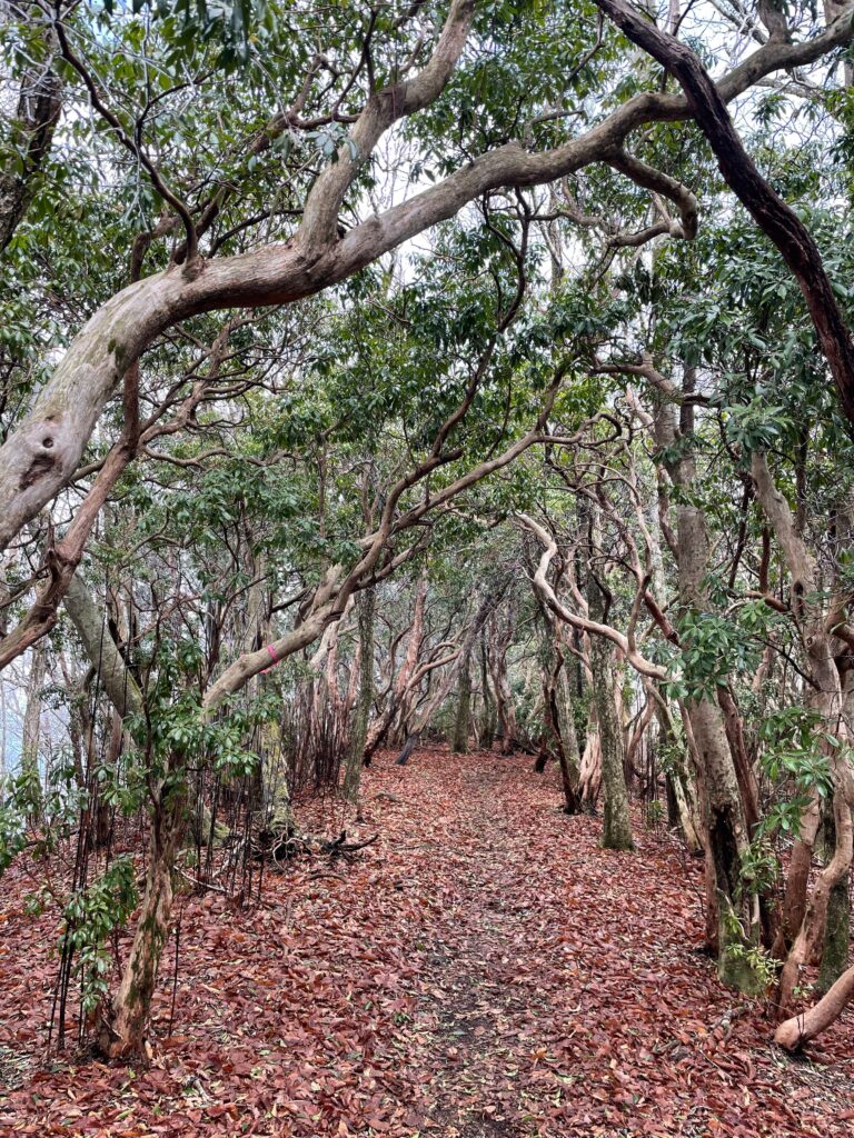 El camí esponjós de la cresta