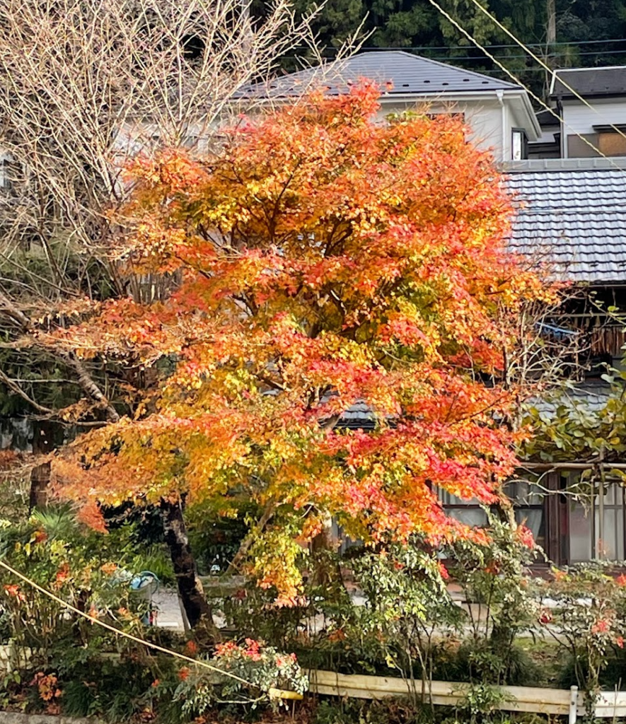 Colors tardorencs a Takao