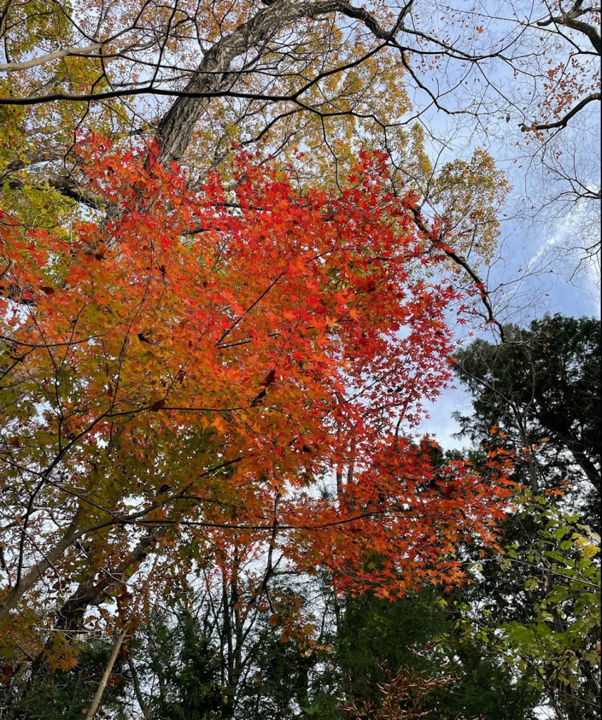Momiji al camí de Jinba a Takao