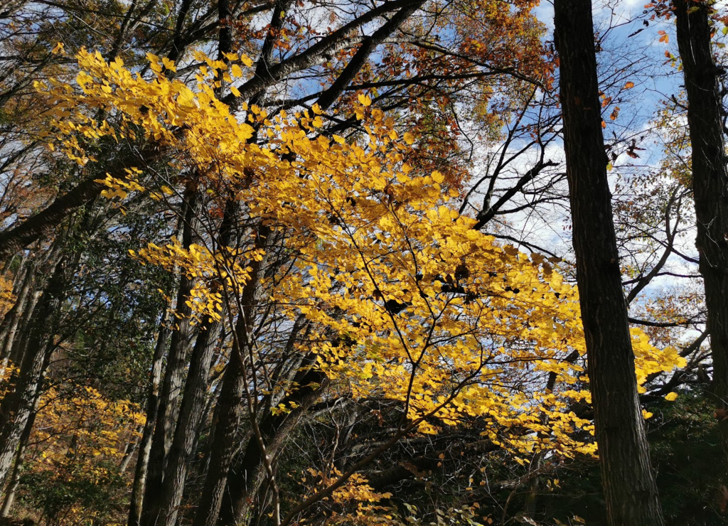 Colors groguencs al camí de Jinba a Takao