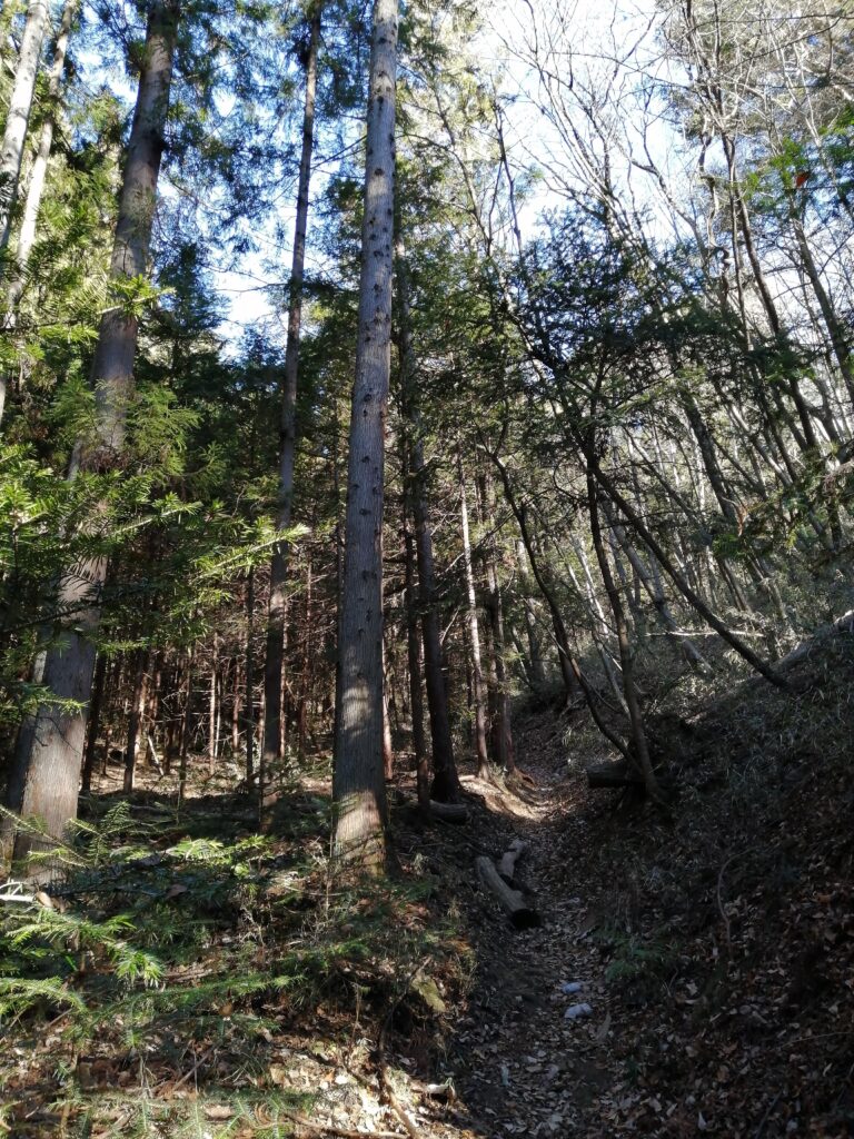 Bosc al camí d'ascens a Ougiyama