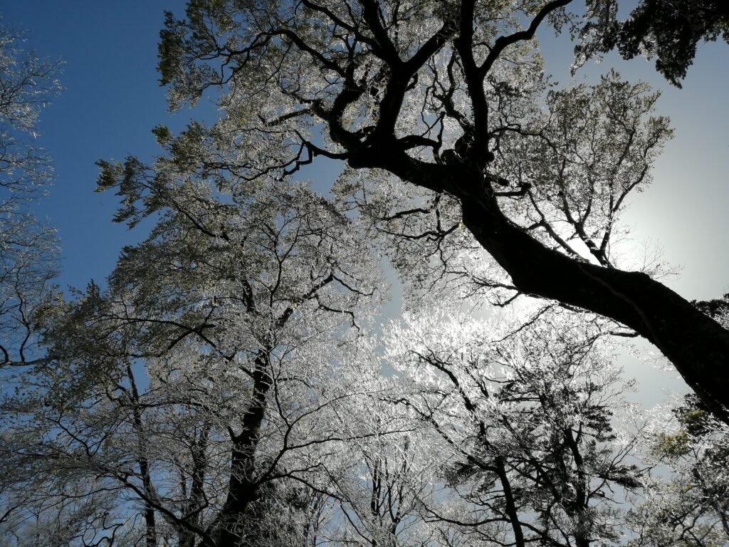 Gebrada als arbres a Hakkyogatake