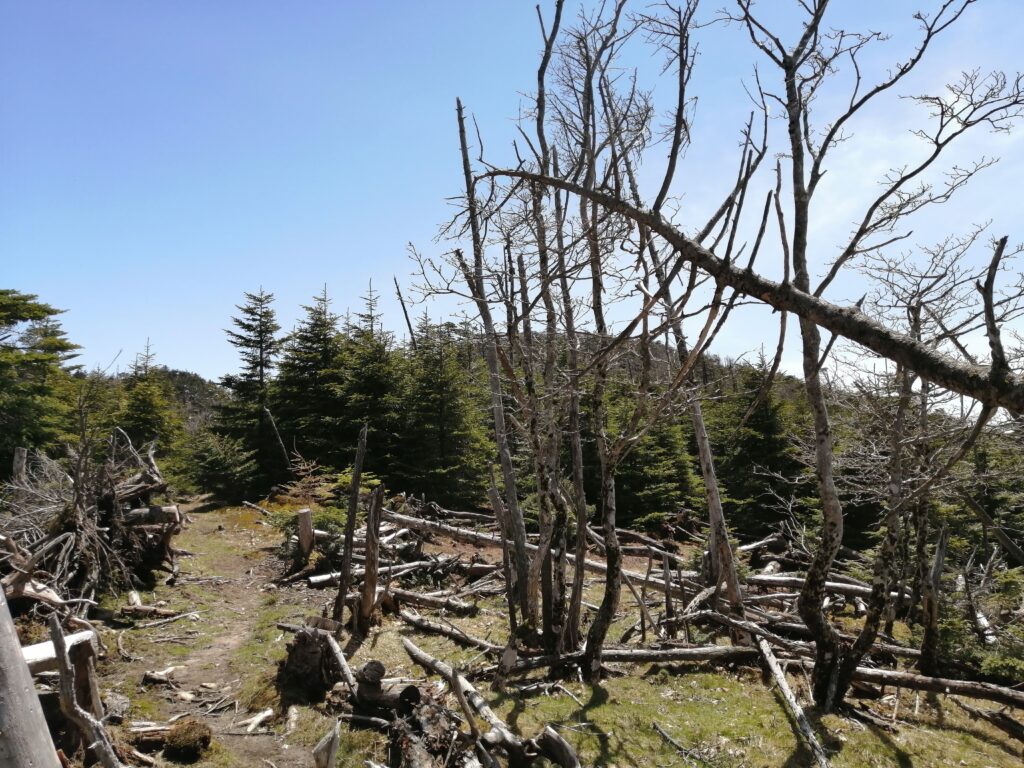 Arbres esqueletitzats a prop de Hakkyogatake
