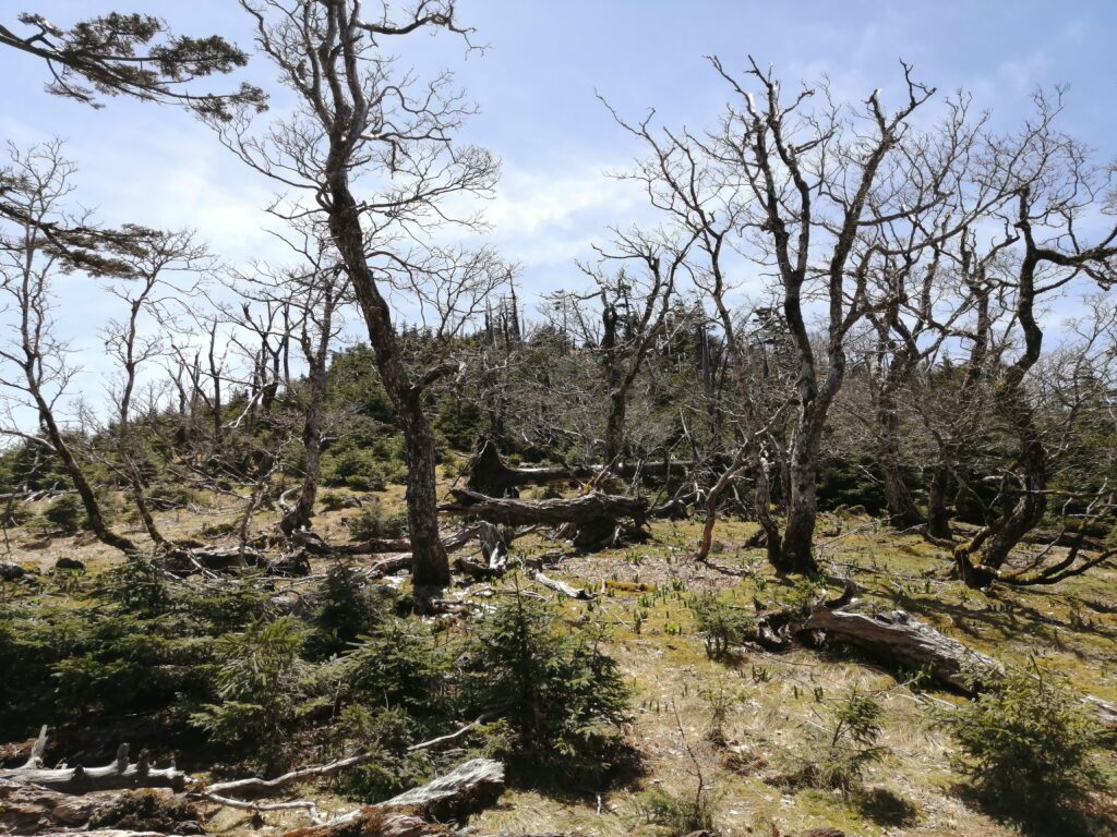 Bosc a prop de Hakkyogatake