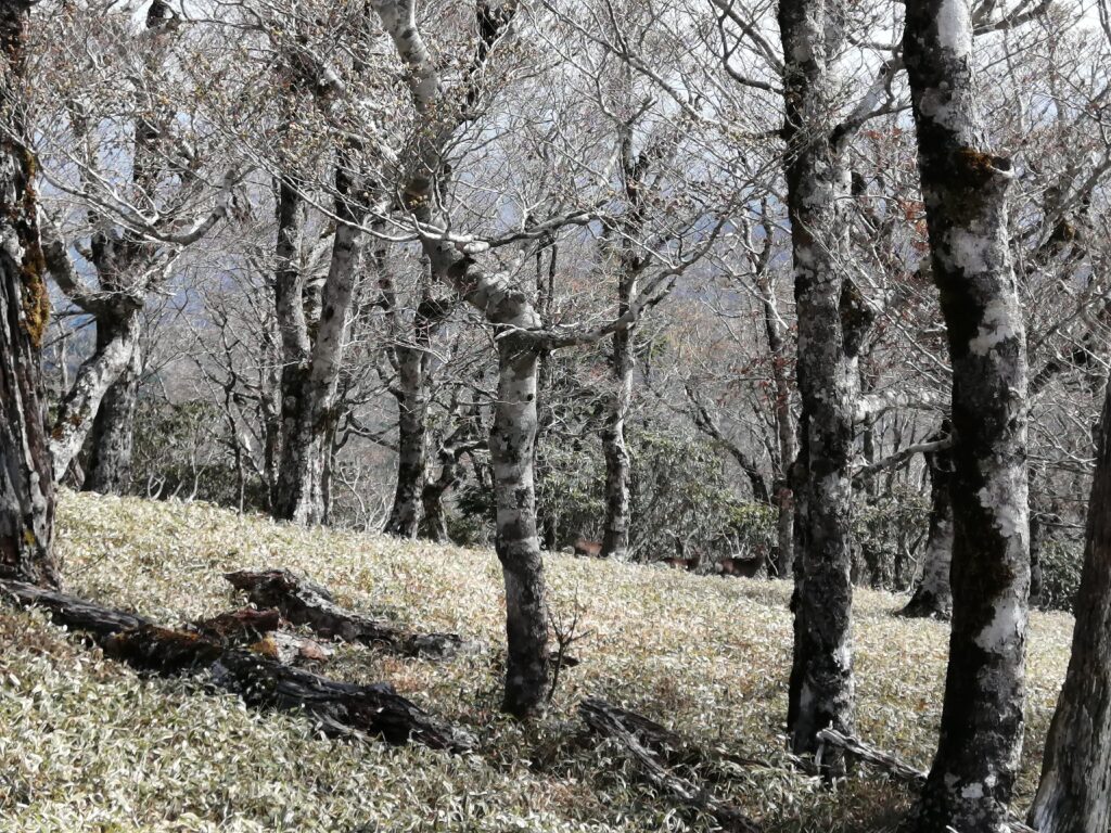 Cérvols a Odaigahara