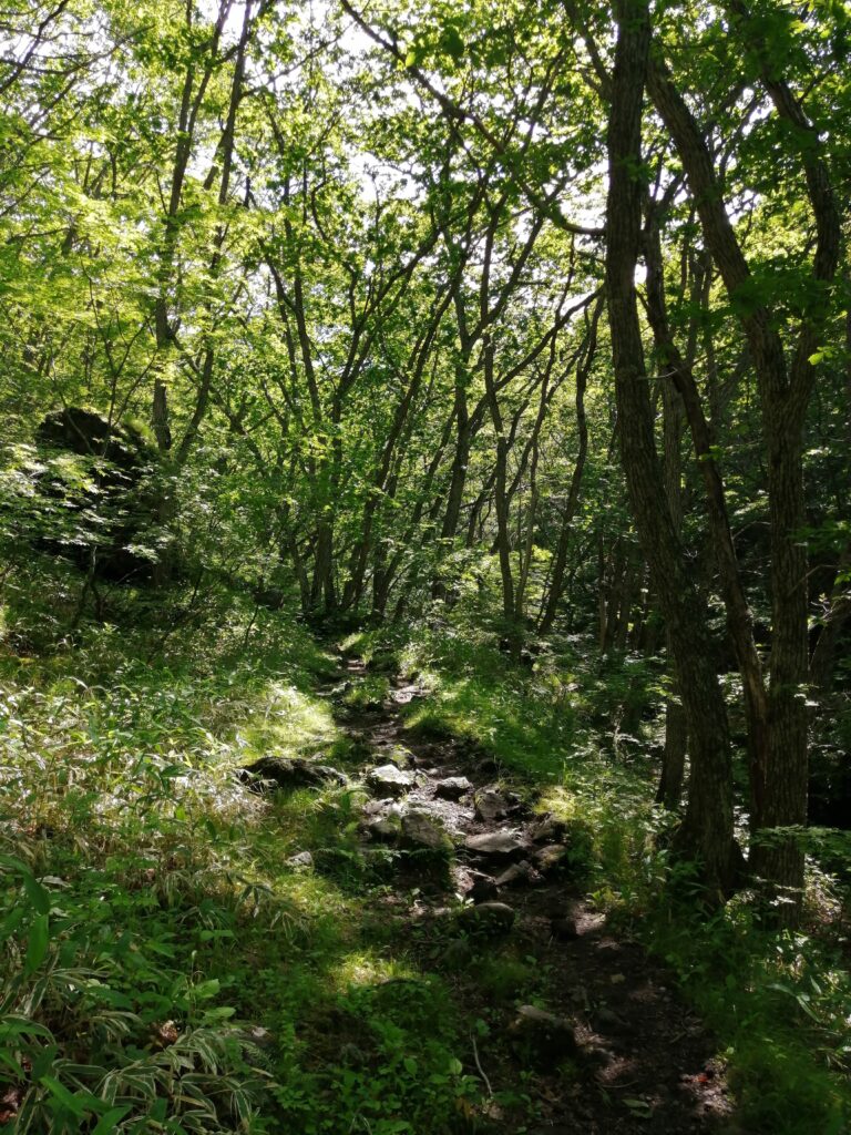 Bosc del camí a Asamayama