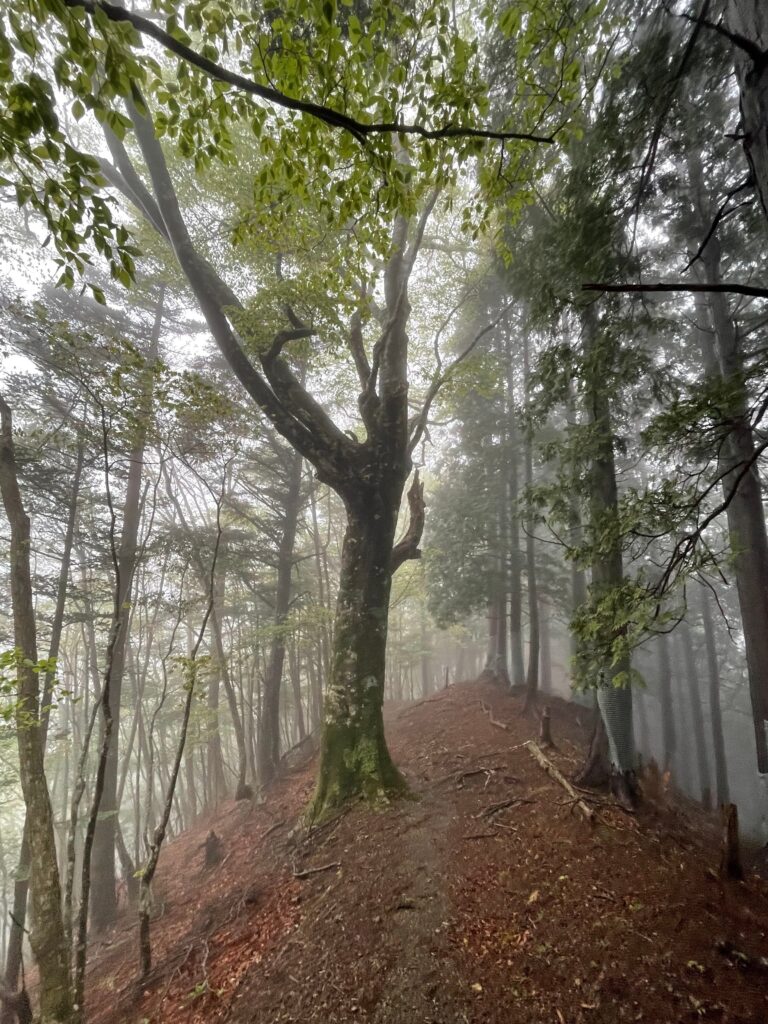 Bosc emboirat a Hakkyogatake