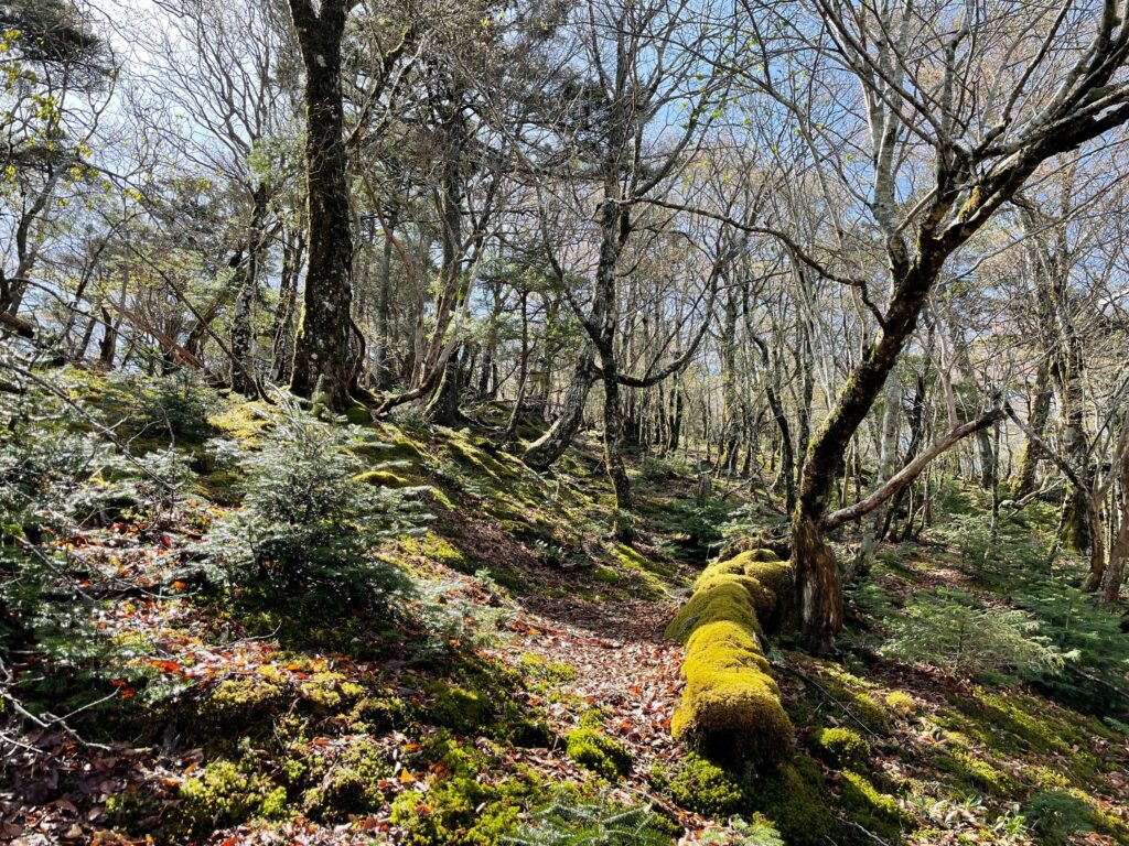 Bosc i molsa al camí de Hakkyogatake