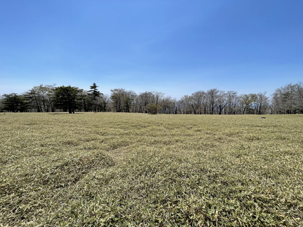 Bosc al camí al penya-segat de Daijagura